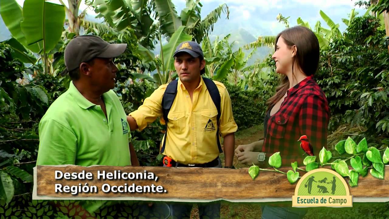 Antioquia, origen de cafés especiales en Escuela de Campo (Capítulo completo)