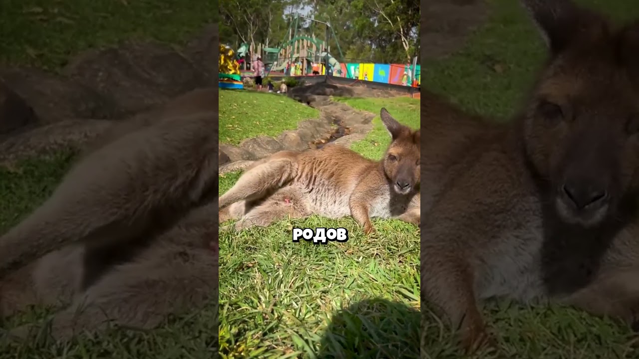 Как кенгуру появляются в мешке😱