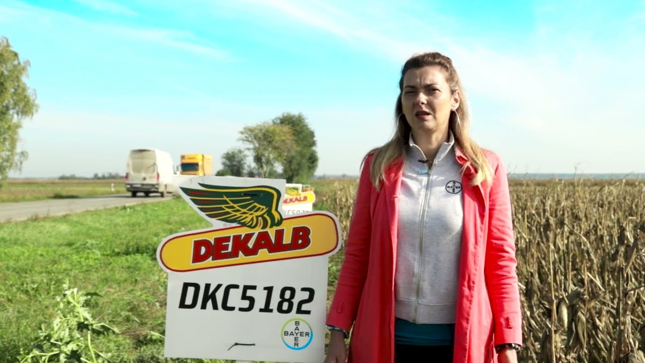 DEKALB HIBRIDI U TEŠKOJ GODINI DAJU ODLIČNE REZULTATE ZNAČAJ OGLEDNIH POLJA U PRAVOM ODABIRU HIBRIDA