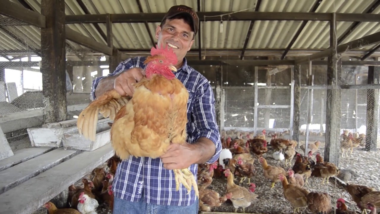 Frango Caipirão