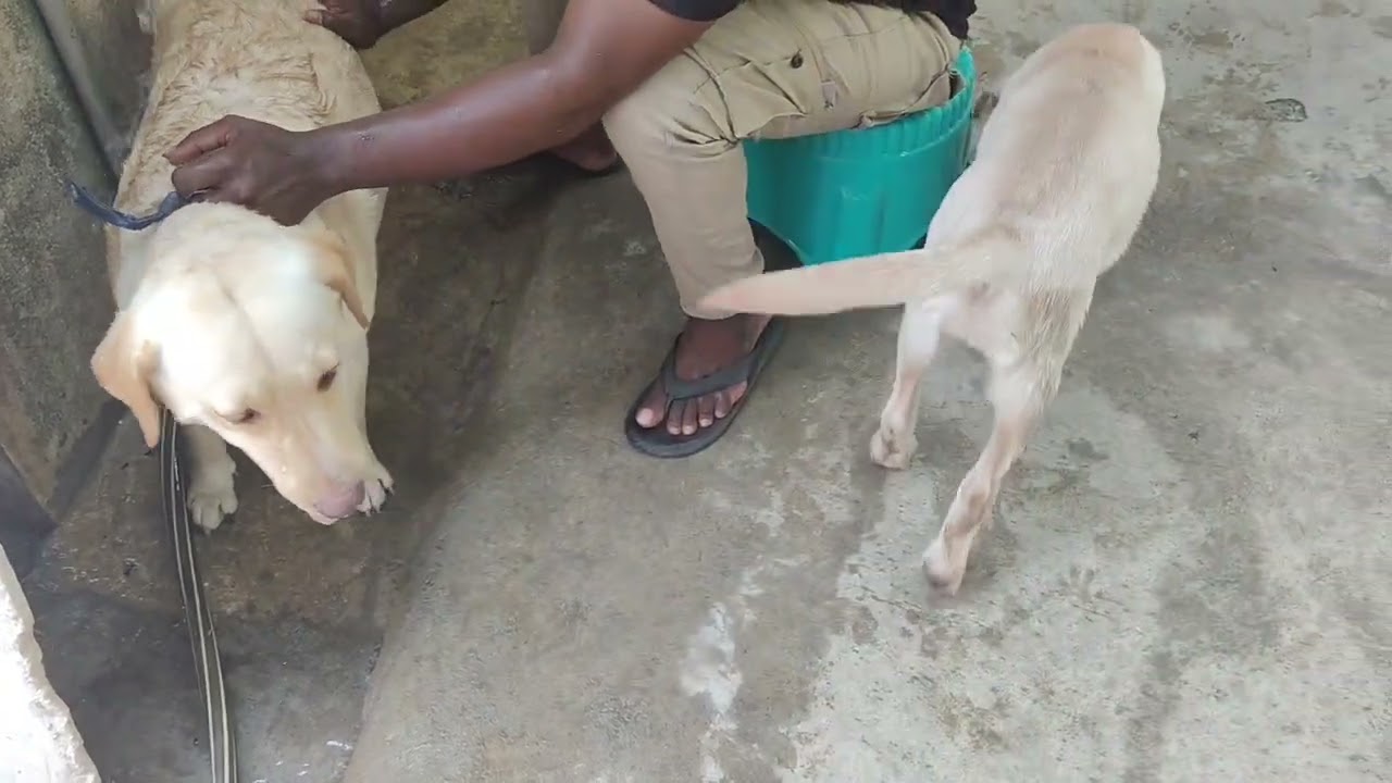 💥💥🔥வழக்கம் போல் பட்டுவின் சேட்டைகள் ஆரம்பம்.......உங்க வீட்டில் எப்டி சொல்லுங்க .......🌞🌞🤣🤣🤣🤣
