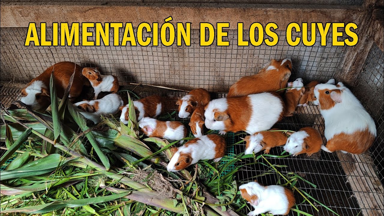ALIMENTACIÓN DE LOS CUYES - QUÉ COMEN LOS CUYES