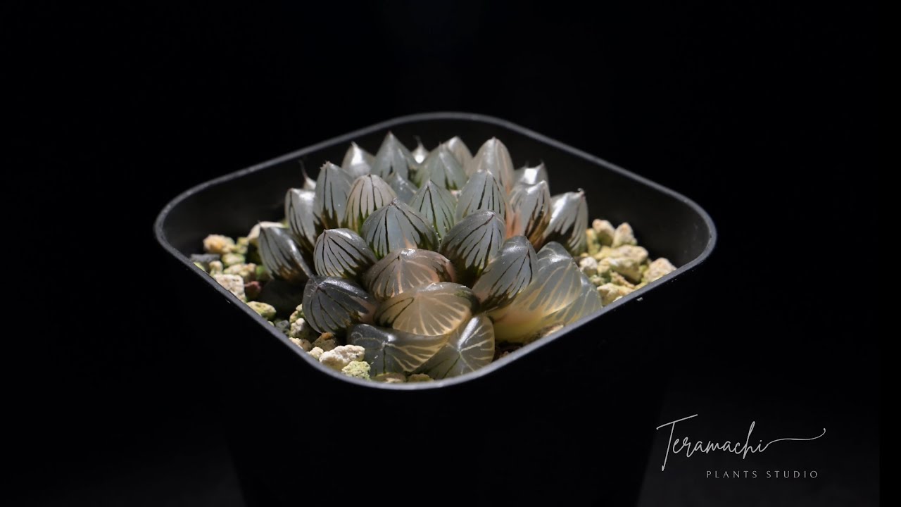Haworthia Collection Series #01｜ハオルチア・コレクション Vol.1