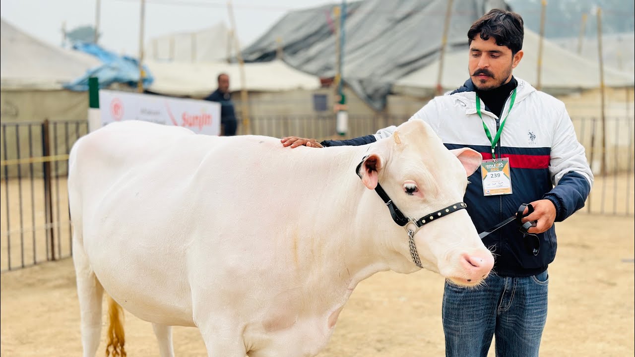 True friend of young Farmers || The one & only Gurwinder Dairy Farm