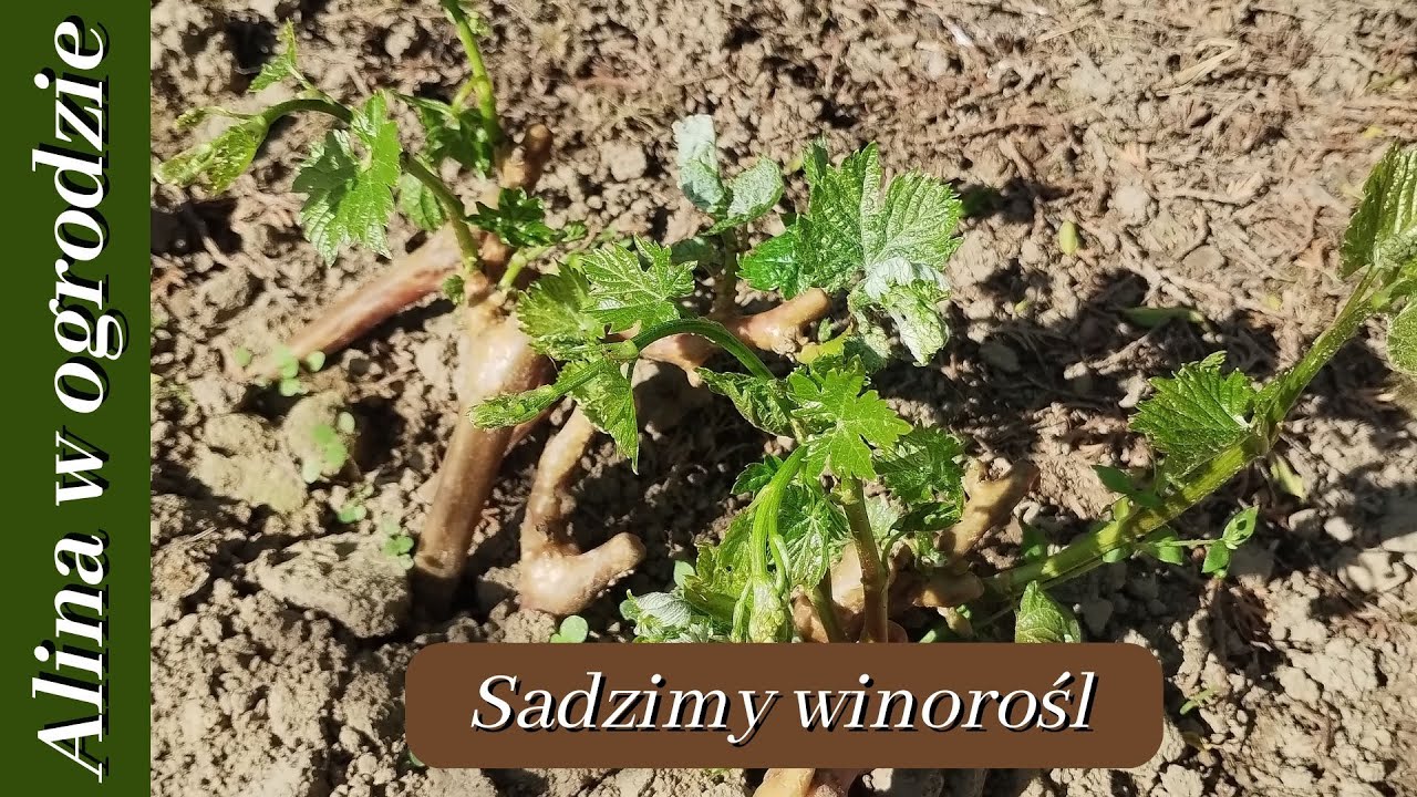 Sadzimy winorośl i kończymy rusztowanie dla pnączy - część 2