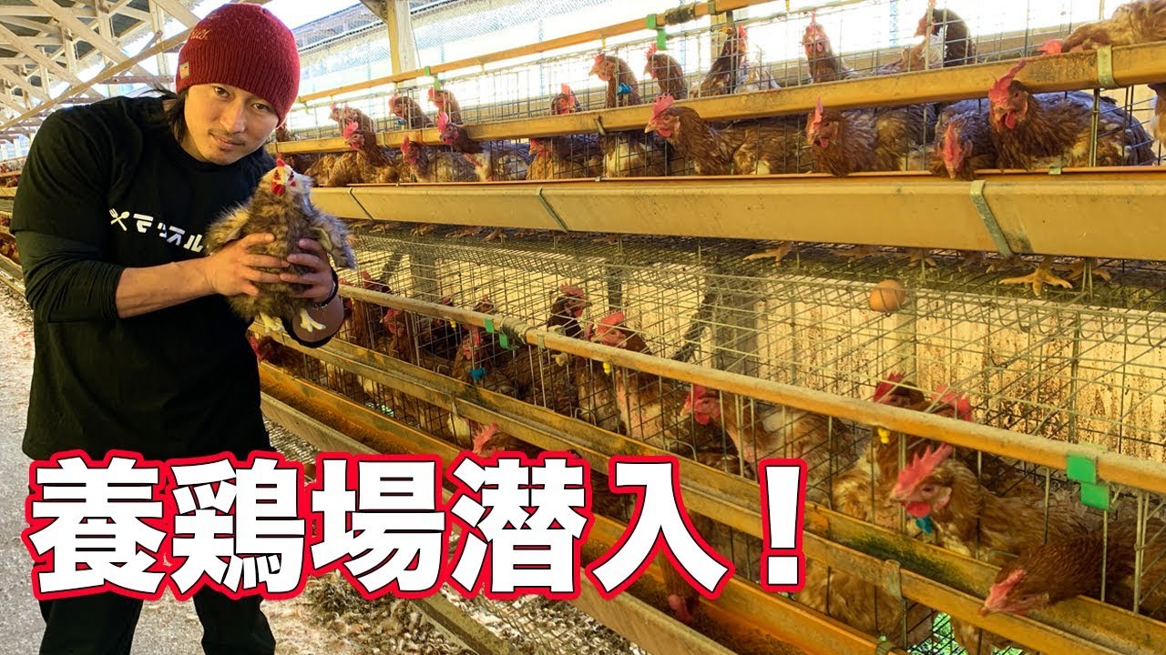 究極の食育！むこたま養鶏場を訪問！