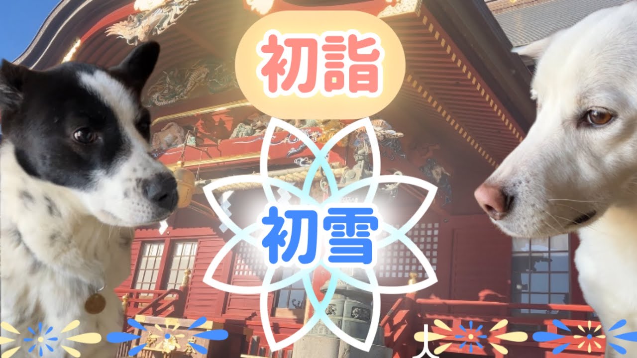 【御嶽神社参拝】犬だってコタツで丸くなりたい。わんこ2頭寒い冬の過ごし方　#037