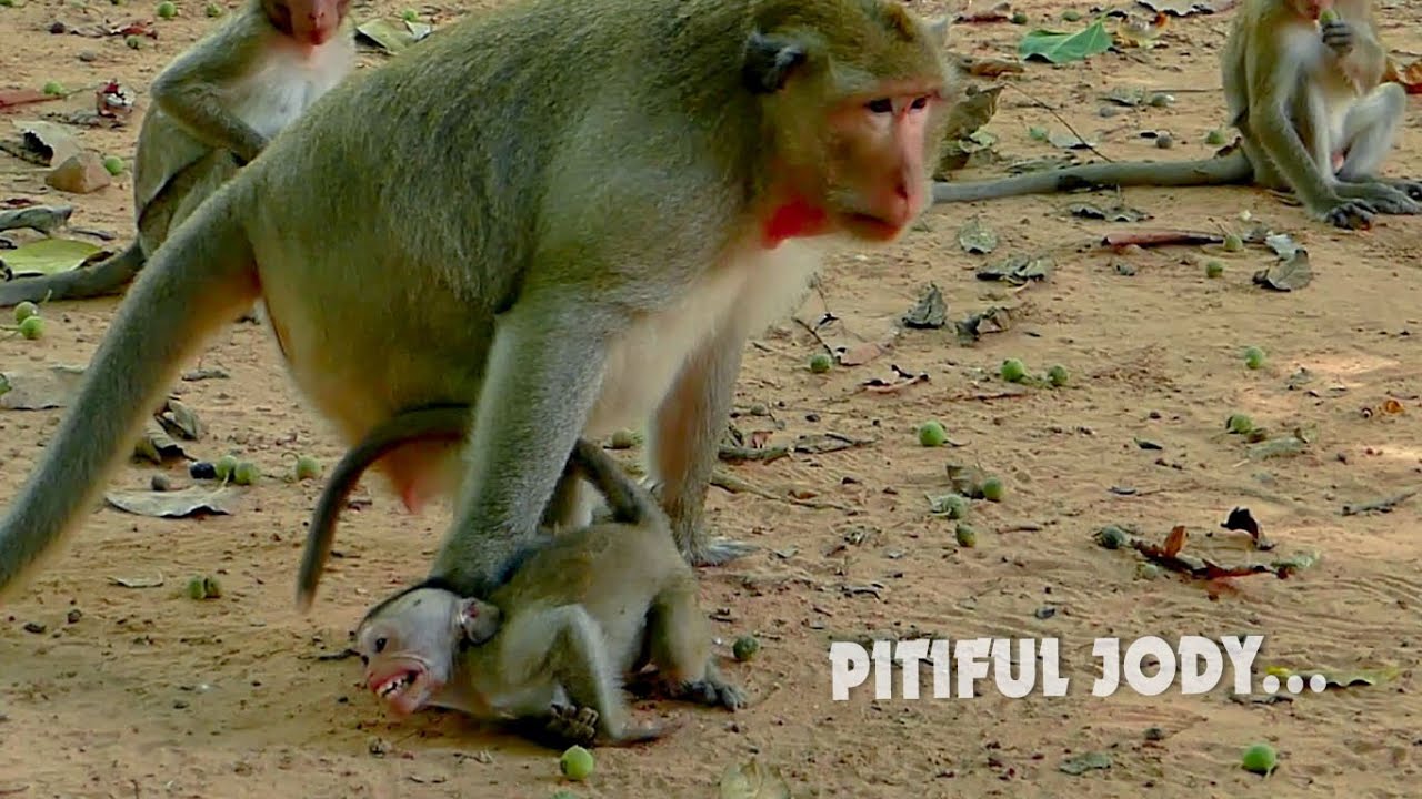 O.M.G Pitiful baby monkey Jody very scared went king Mark warning like this, Poor Jody