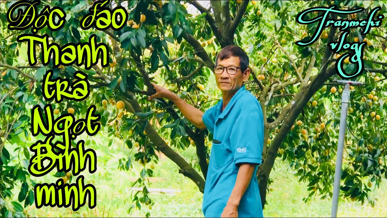 Độc đáo vườn Thanh trà ngọt ở Bình Minh/@Trần m chi vlogs.