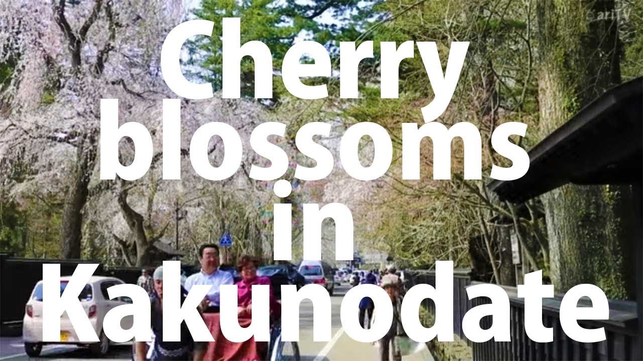 Cherry blossoms in Tohoku: Kakunodate
