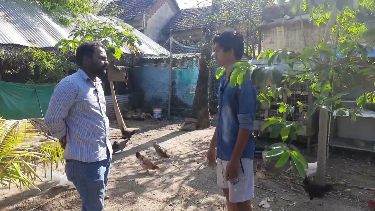 8 சென்ட் நிலத்தில் தூய நாட்டுக்கோழி பண்ணை !! | TFO Farm channel