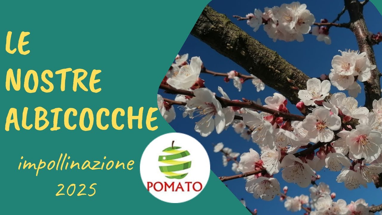 Le Nostre Albicocche - Impollinazione Naturale degli Albicocchi