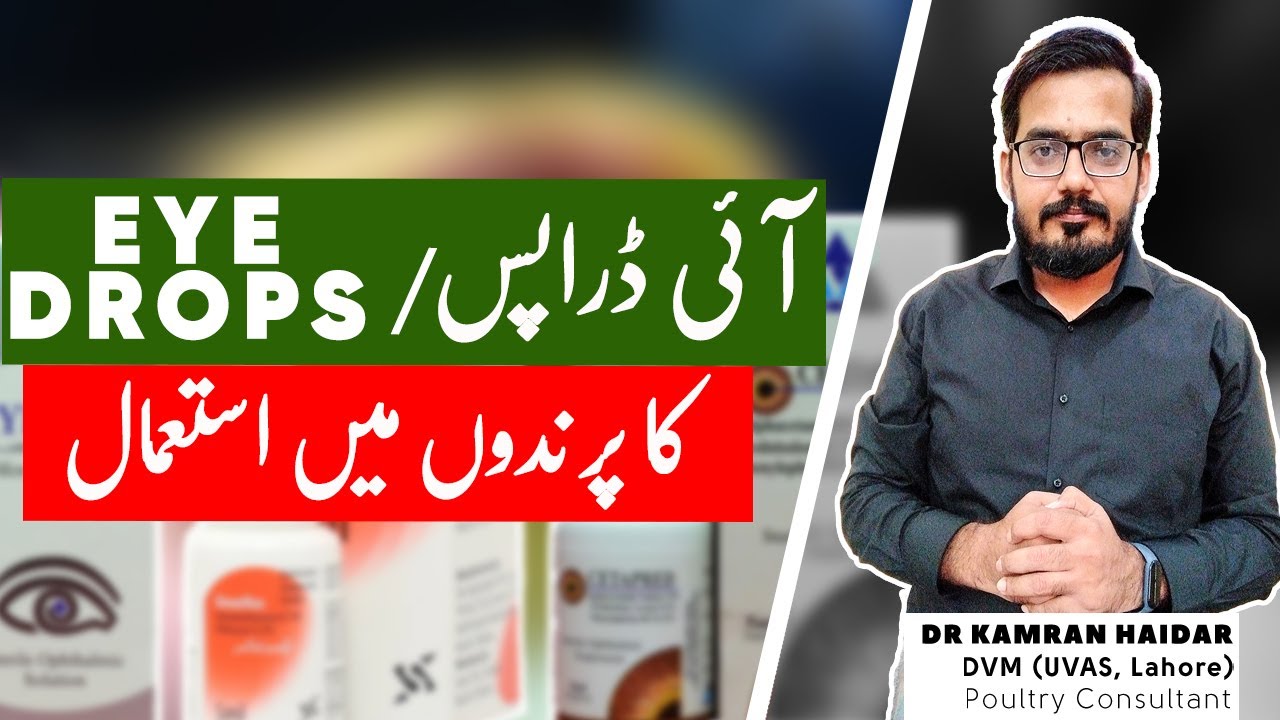 Use of Eye Drops in Chickens & Birds | Treatment of Eye Infections in Chickens & Birds