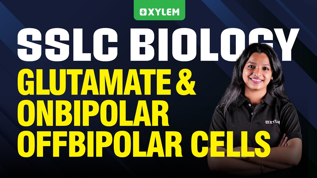SSLC Biology | Glutamate And OnBipolar OffBipolar Cells | Xylem SSLC
