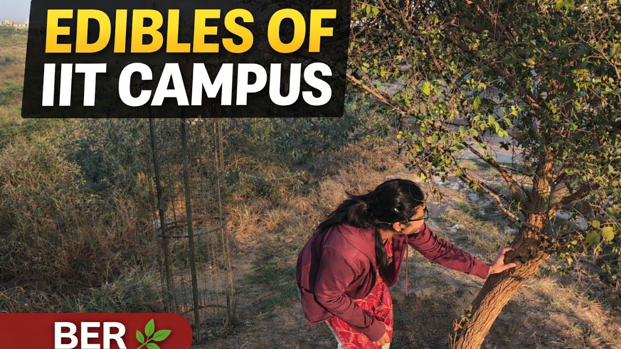 Exploring Edible Plants in IIT Campus | Ber 😋#iitcampus #campuslife #iitlife #iitjam #physicswallah 