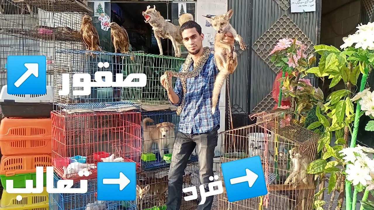 اسعار أشبال الاسود والتعالب والقرود والصقور والكلاب والقطط والسلاحف فى محلات بيع طيور واسماك الزينة