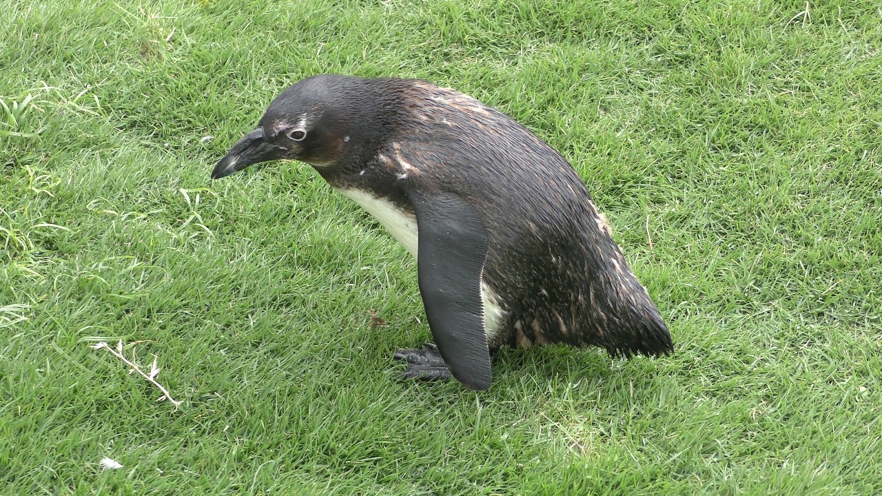 ケープペンギン (マリンワールド海の中道) 2019年4月24日