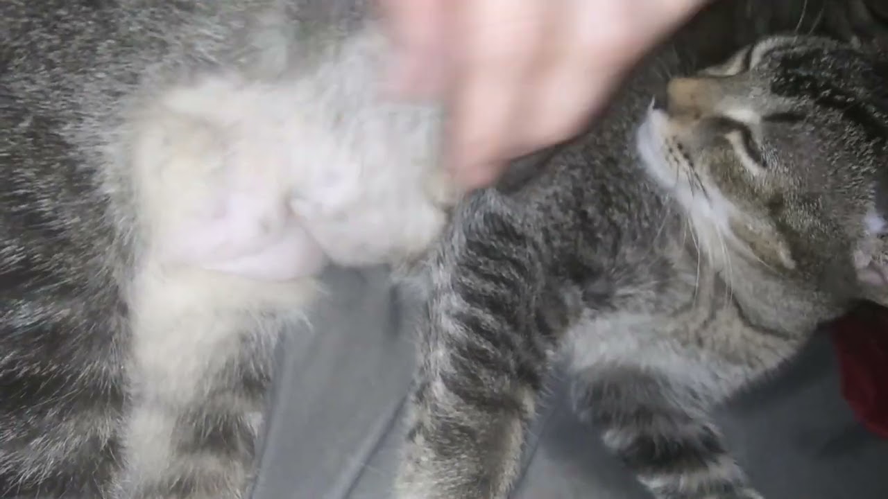 What a spay incision should like like if healing correctly. #spay_and_neuter your #pets