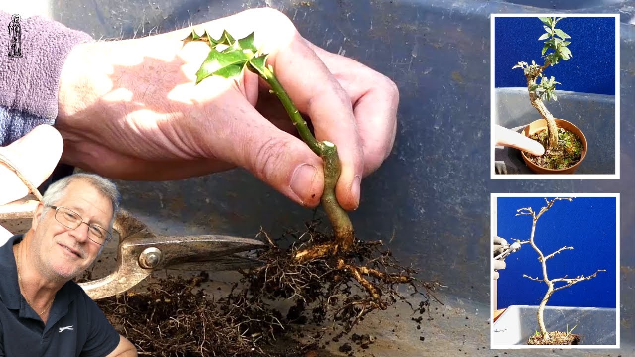 Holly and Hazel, Be Creative growing your FREE Bonsai :)