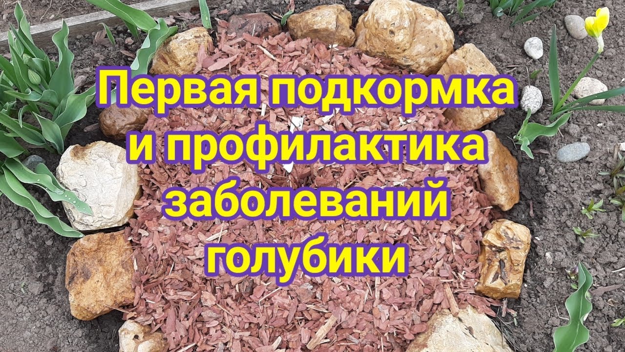 Первая подкормка и профилактика заболеваний голубики