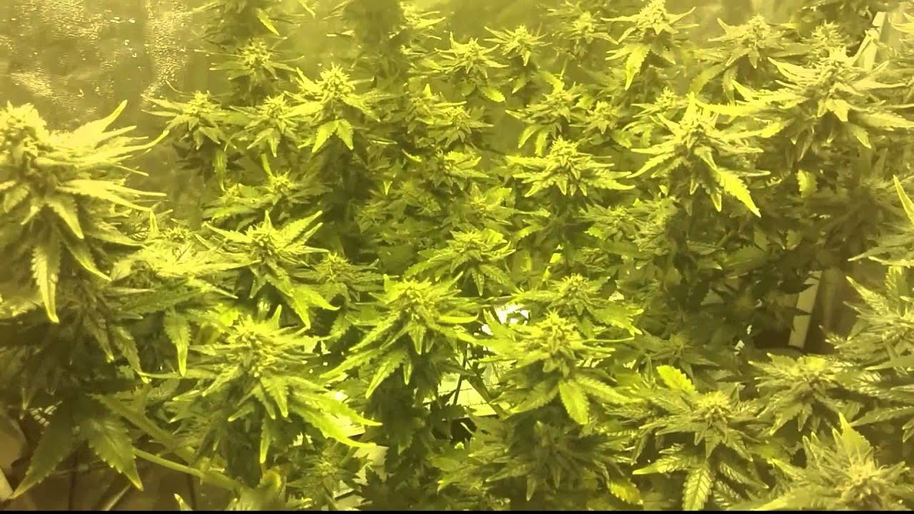 White widow day 42 flowering