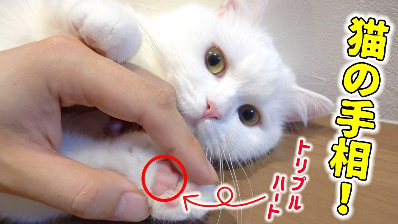 最高の手相？うちの猫の手相がとにかくスゴイ！！！【ねこてそ】