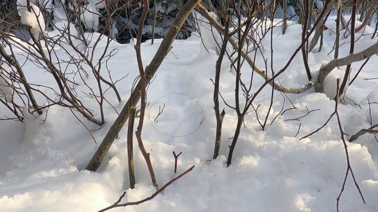 Rabbit Snaring (The Battle Rages On)