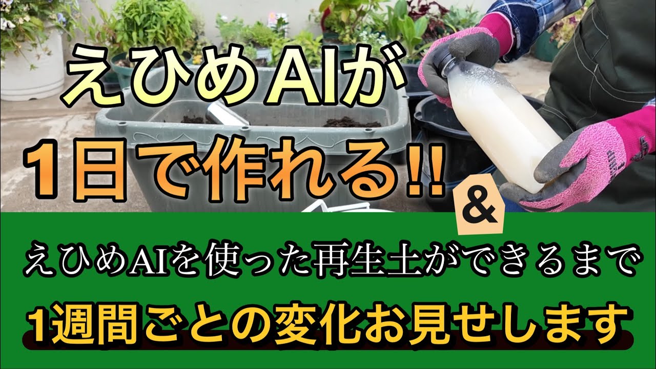 1日でできる！えひめAIの作り方&使い古しの土が極上の土に変身！1週間ごとの変化