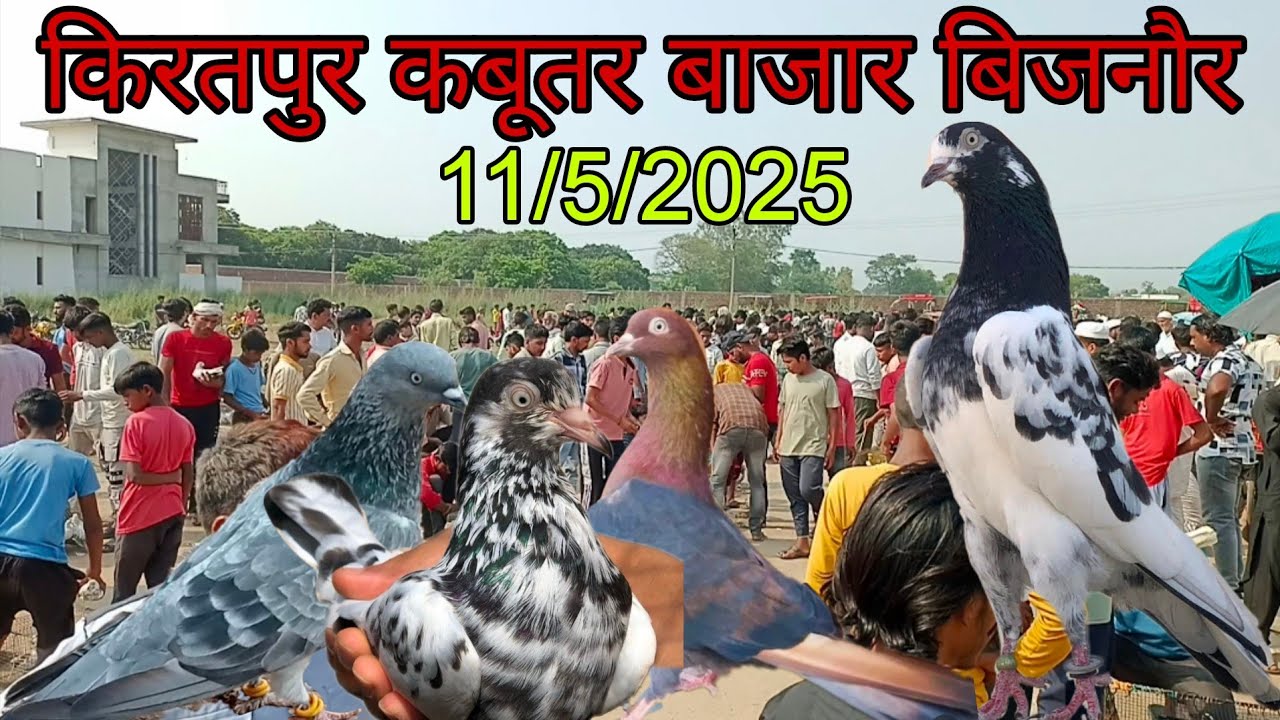 KIRATPUR KABUTAR BAJAR BIJNOR 11/5/2025/किरतपुर कबूतर मंडी जिला बिजनौर