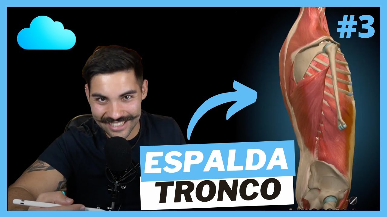ANATOMIA 🦴 de ESPALDA y TRONCO - HUESOS Y MUSCULOS DE ESPALDA Y ABDOMEN