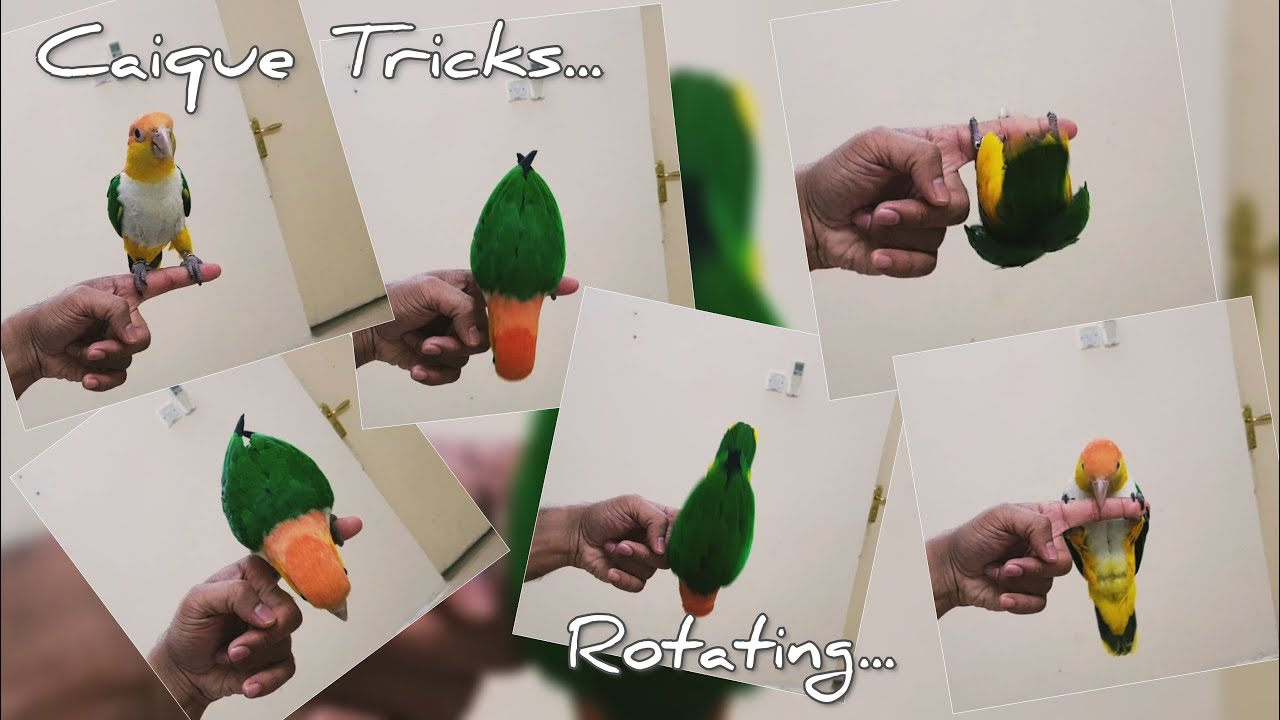 Caique Parrot Tricks | Rotate Trick | Caique Learn Tricks fast | Birds Trick Training | Funny Videos