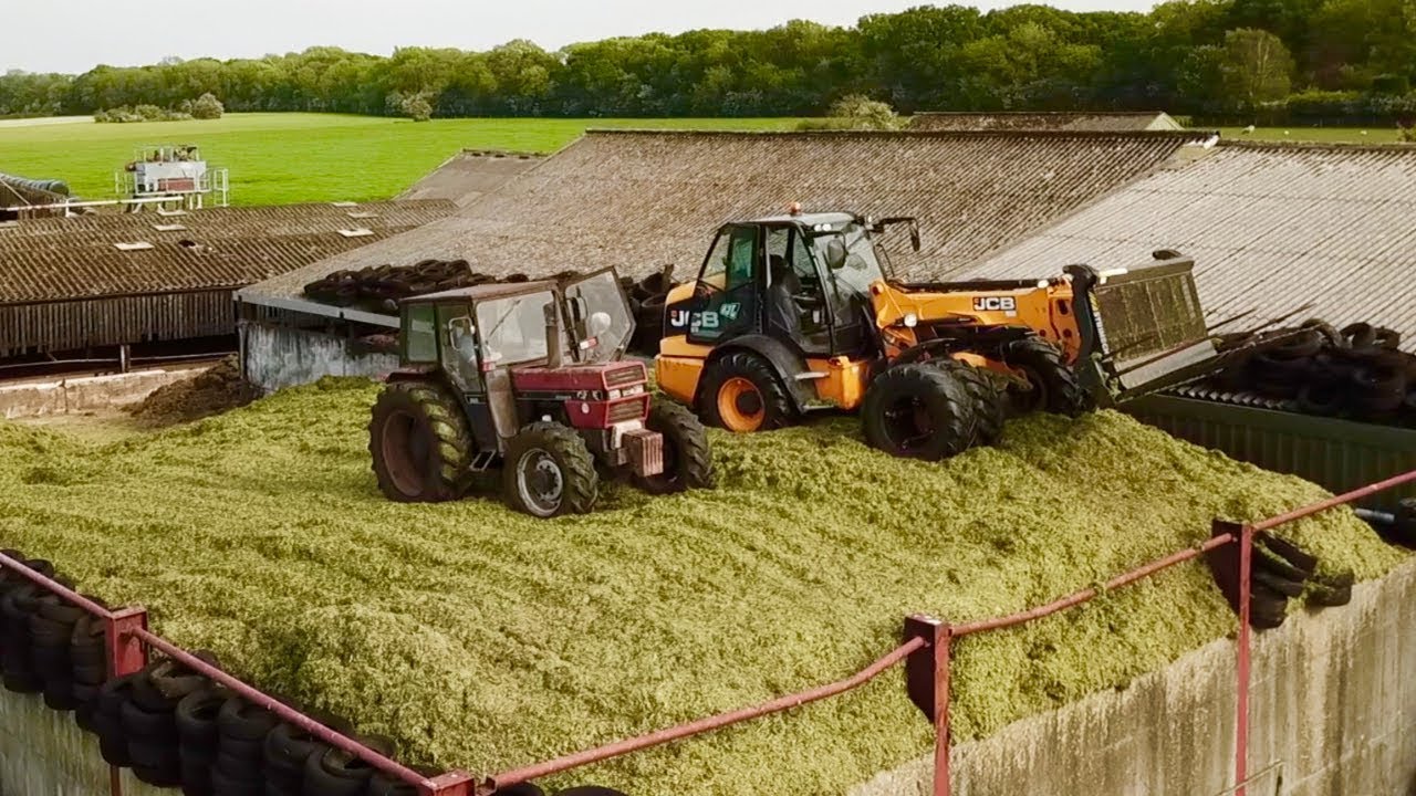 WE ARE CHOPPING GRASS !! THE CLAMP IS OVERFLOWING !