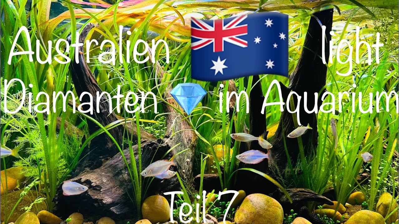 💎 im 🇦🇺 light Aquarium 