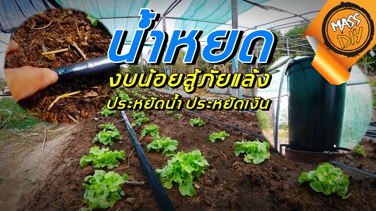 ระบบน้ำหยด คนงบน้อย สู้ภัยแล้ง ประหยัดน้ำ ประหยัดเงิน