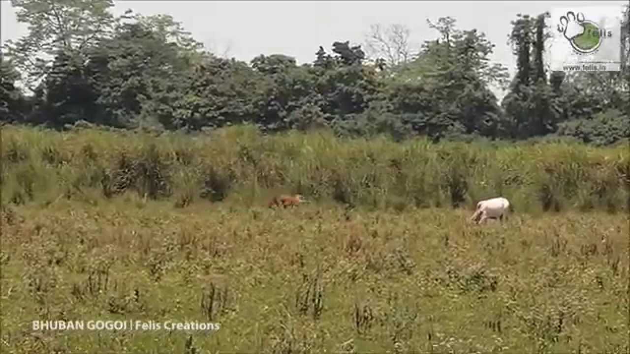 Tigre mata vaca no Kaziranga National Park