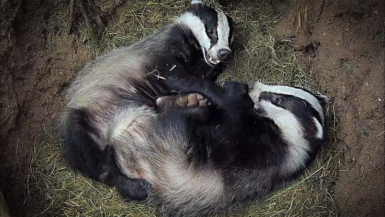 Sleepy Badgers All-Day Nap: 11 Hours of Cuddles🦡💤 | Discover Wildlife | Robert E Fuller