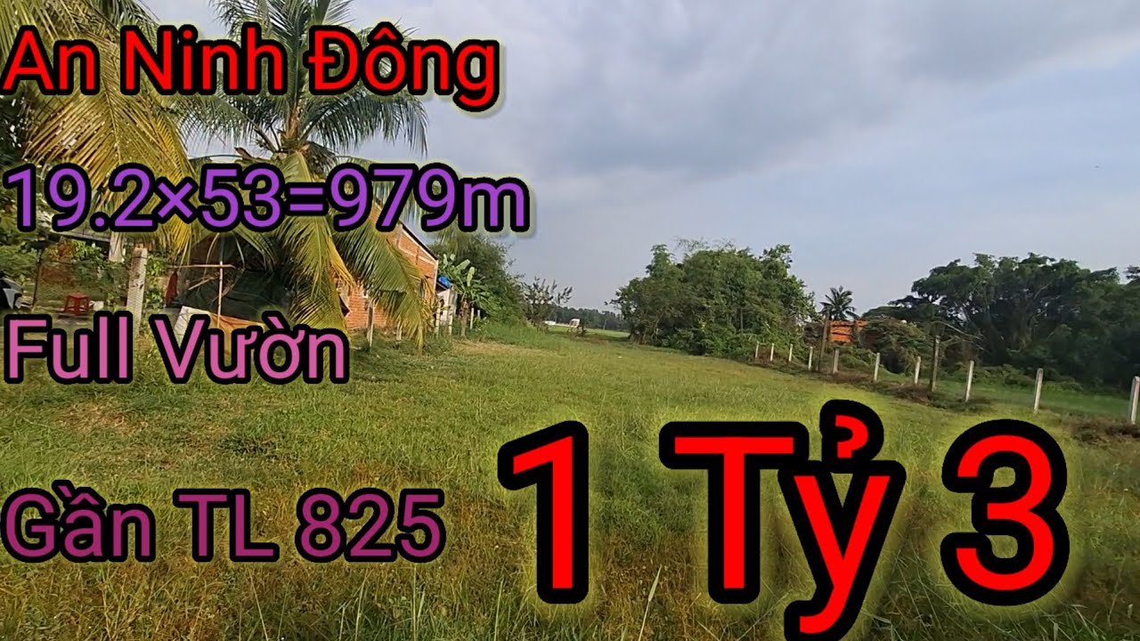 ĐẤT AN NINH ĐÔNG LONG AN CŨ GẦN TL 825 KHU DÂN CƯ HIỆN HỮU 19.2×53=979M FULL VƯỜN 1 TỶ 3 