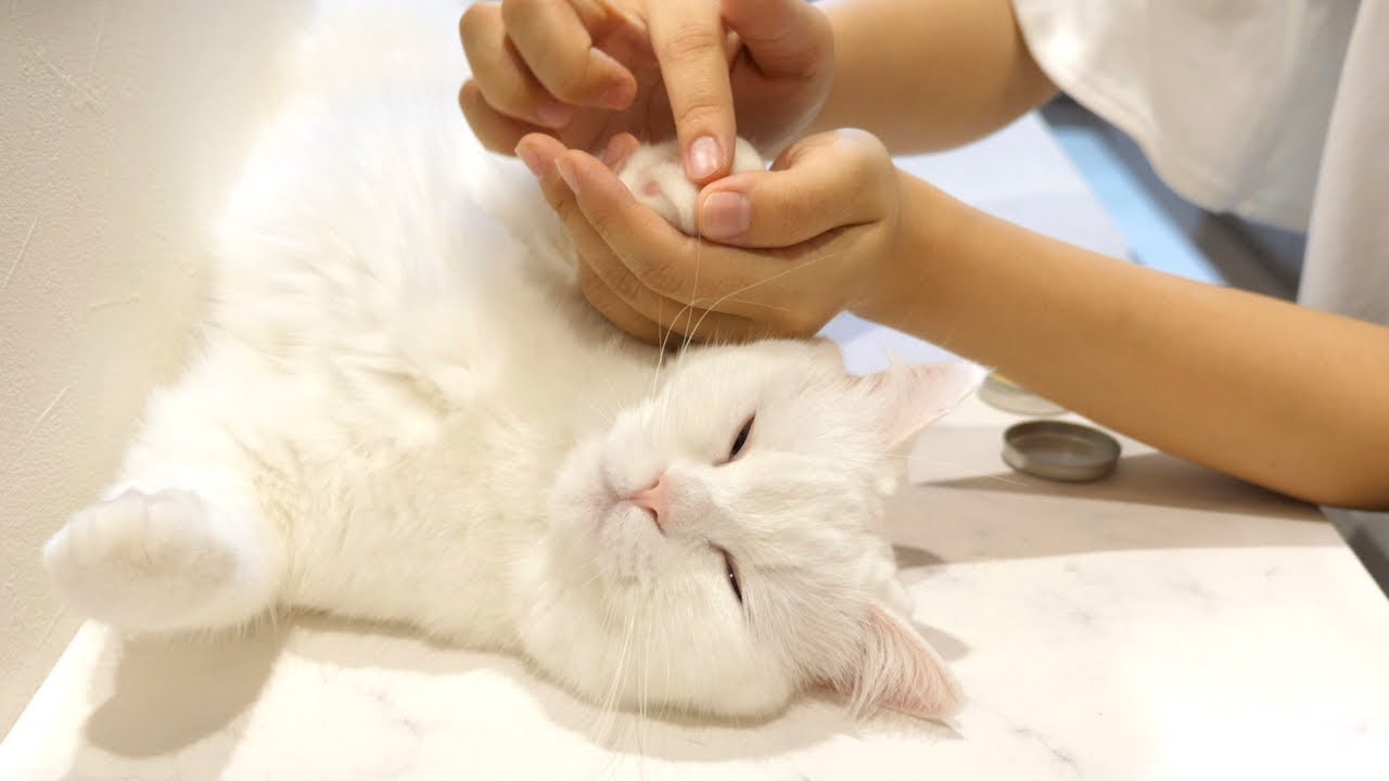 おうちサロンで寝ながら肉球ケアをされちゃう猫！