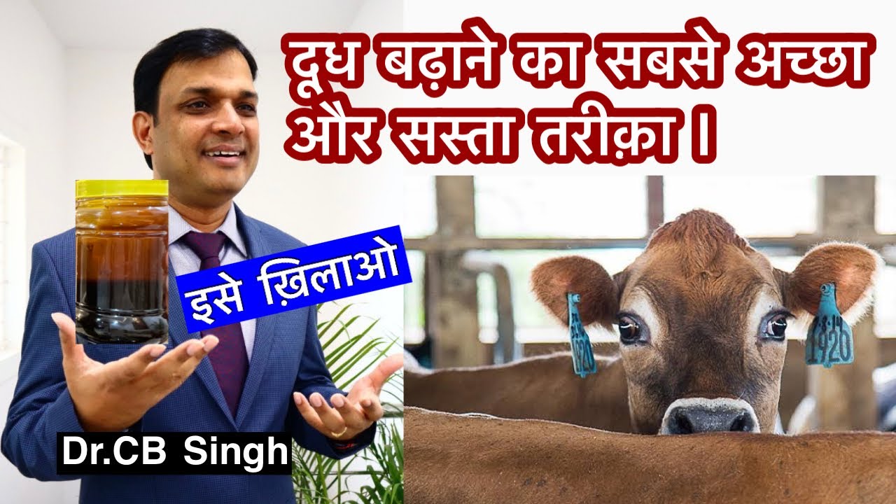 गाय भैंस का दूध बढ़ाने का सबसे अच्छा और सस्ता तरीक़ा | Dairy Farm | Dairy Ustaad | Dr CB Singh