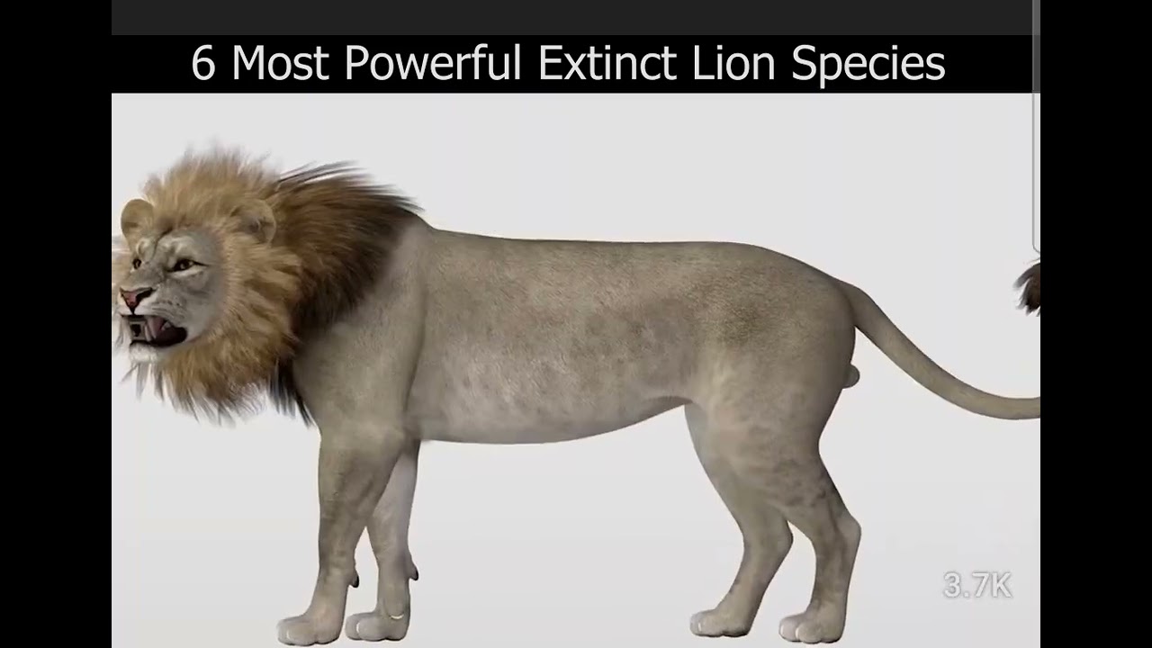 6 most  powerful extinct lions.