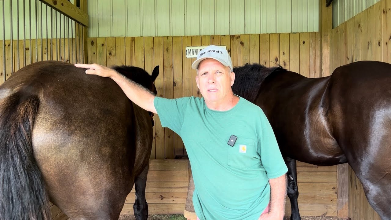 DRAFT HORSES // Injury update, farrier visit, something broke the fence and pedigree information. 