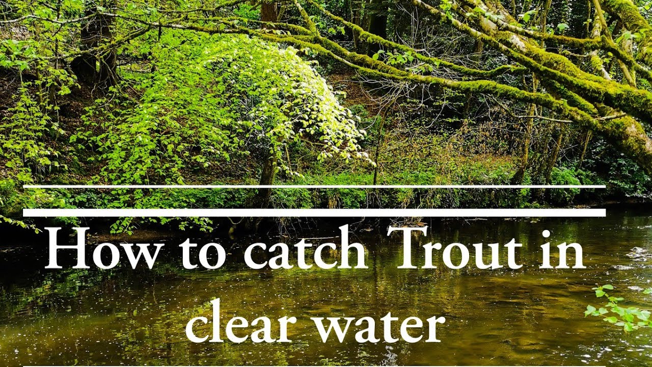 How to catch Trout in clear water