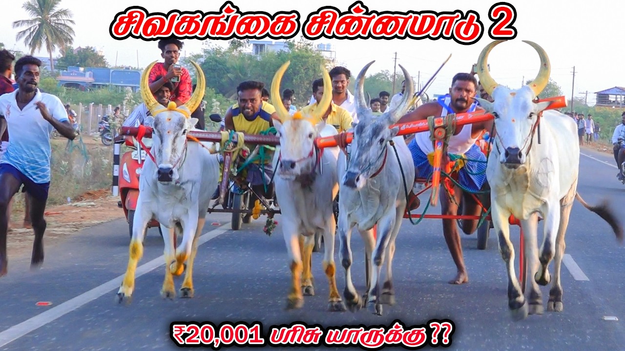 2சிவகங்கை-சின்னமாடு-பந்தயம்_15.03.2026_V_Photography