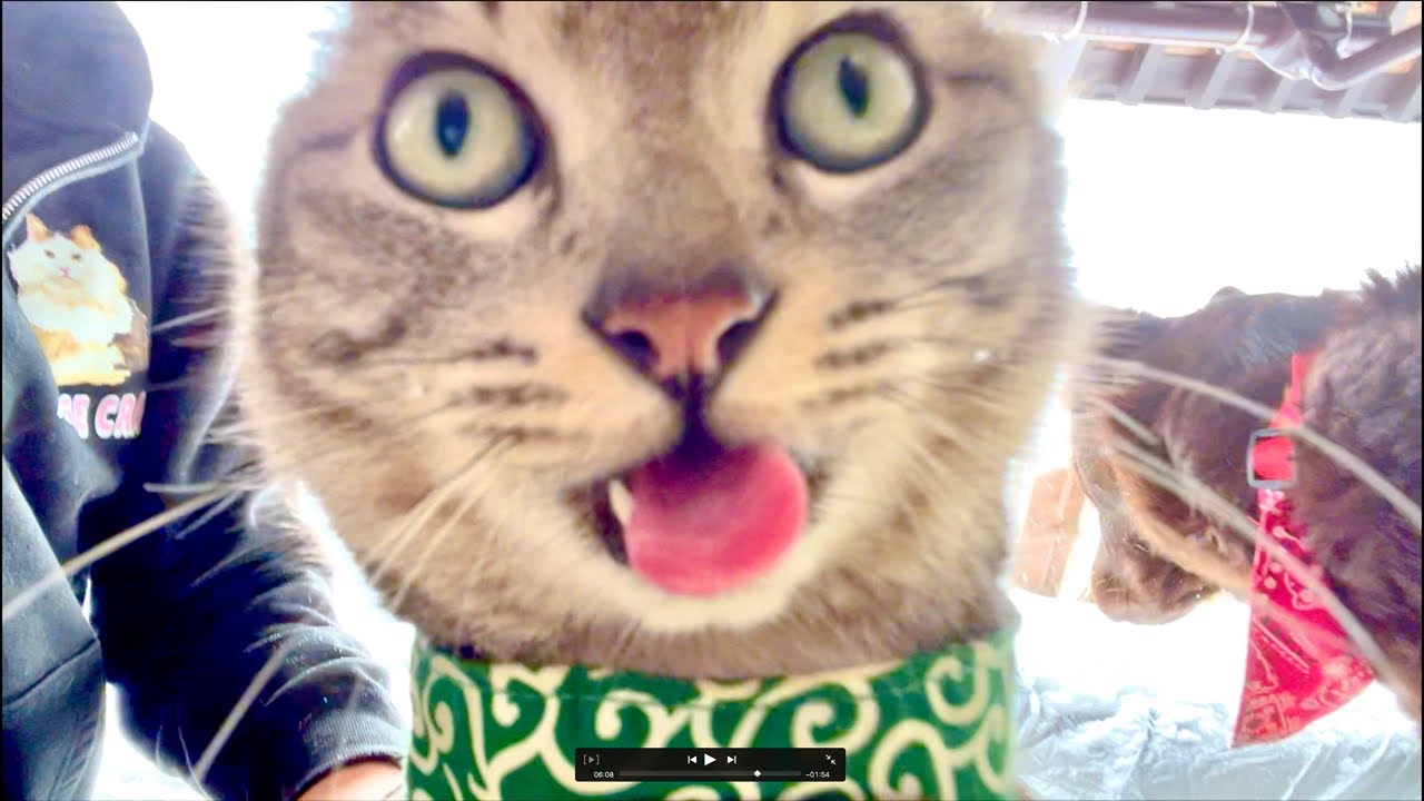 朝9時｜99%眠くなる😴 Cat ASMR Wood Balls 🐱 Live from Japan