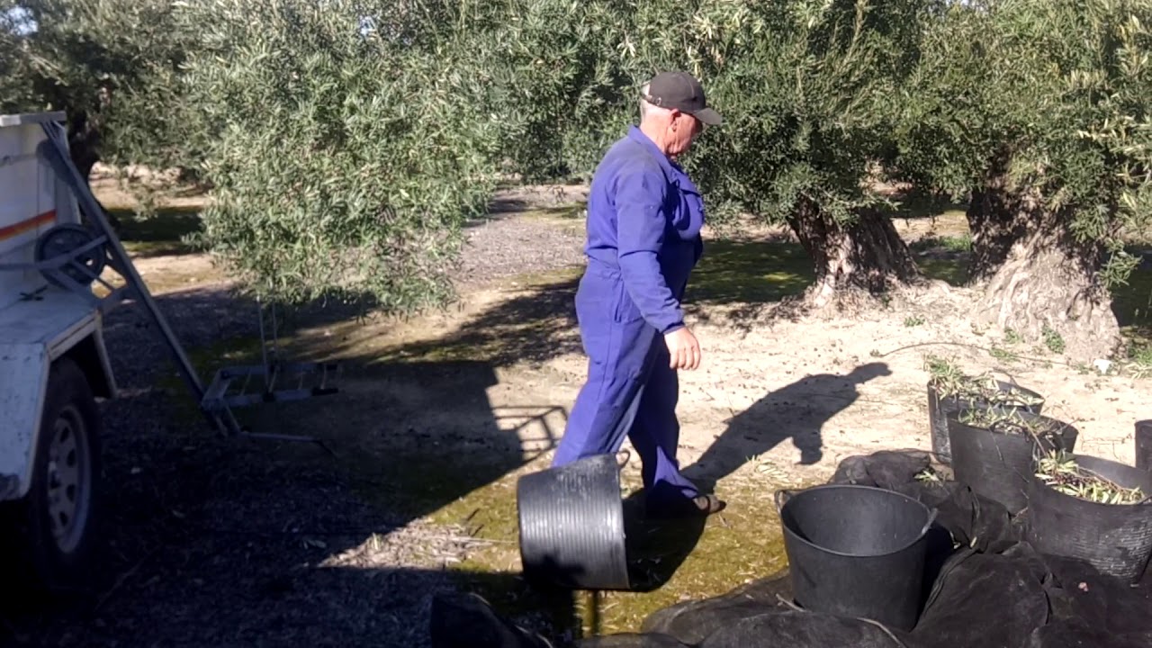PARTE 2 invento: elevador de aceituna u otros frutos al remolque