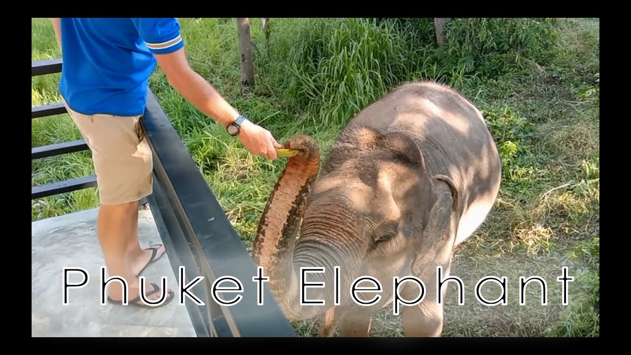 Phuket Elephant Sanctuary