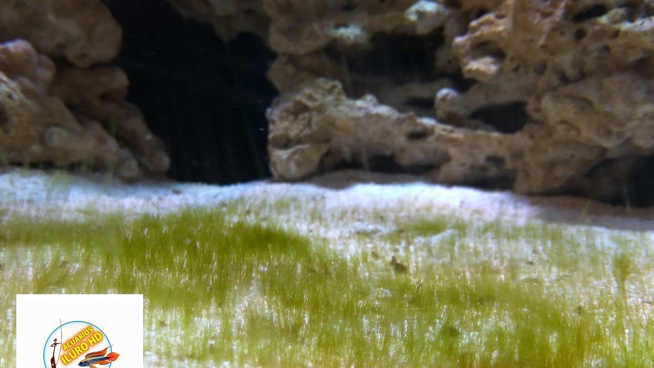 Acuario Marino # Semanas 2 ,3 y fin del Ciclado