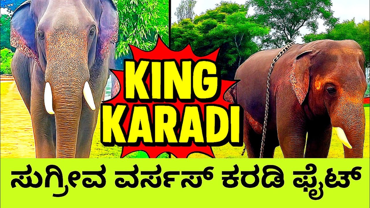 ಸುಗ್ರೀವ ವರ್ಸಸ್ ಕರಡಿ ಫೈಟ್