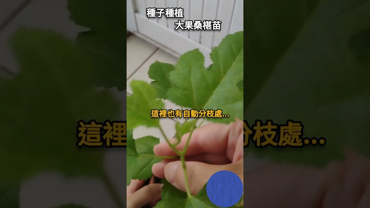 【大果桑椹苗-06】 盆栽種植桑椹，植株長高，約25公分高 (第11周) |在家當農夫 |種植新手養成
