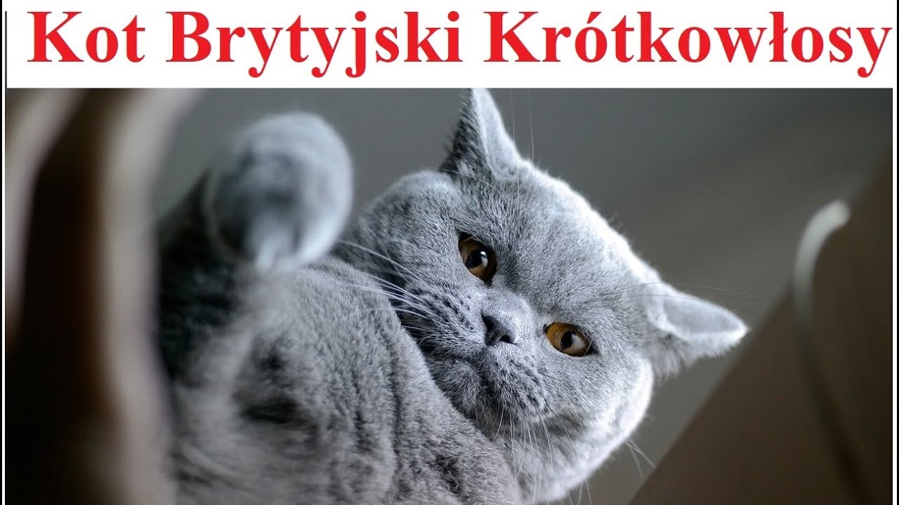 Kot Brytyjski Krótkowłosy - Koty idealne #1